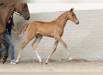 KWPN, Stallion, 