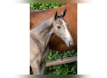 KWPN, Stallion, Foal (05/2025)