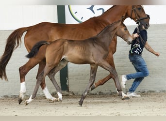KWPN, Stallion, 