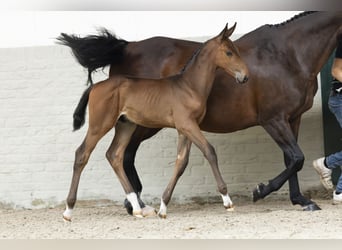 KWPN, Stallion, Foal (07/2025)