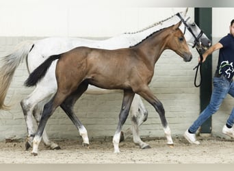 KWPN, Stallion, Foal (04/2025)