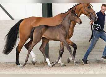 KWPN, Stallion, 