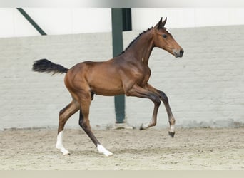 KWPN, Stallion, 