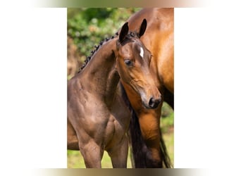 KWPN, Stallion, Foal (04/2025)
