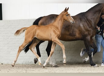 KWPN, Stallion, Foal (05/2025)