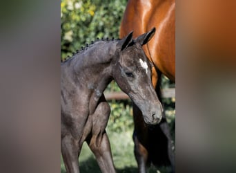 KWPN, Stallion, 