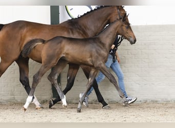 KWPN, Stallion, Foal (04/2025)