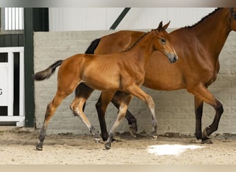 KWPN, Stallion, Foal (06/2025)