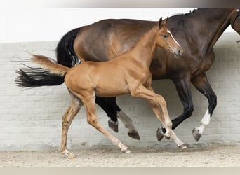 KWPN, Stallion, Foal (05/2025)