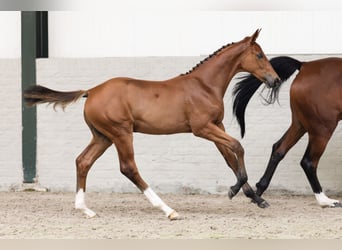 KWPN, Stallion, 