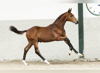 KWPN, Stallion, Foal (05/2025)