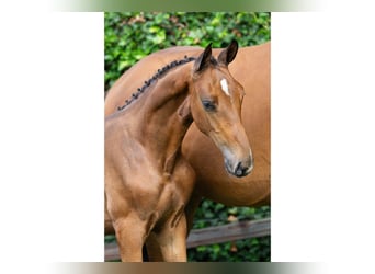 KWPN, Stallion, Foal (05/2025)