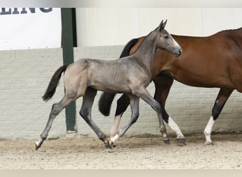 KWPN, Stallion, Foal (05/2025)