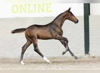 KWPN, Stallion, Foal (04/2025)
