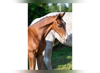 KWPN, Stallion, Foal (06/2025)