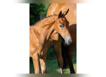 KWPN, Stallion, Foal (06/2025)