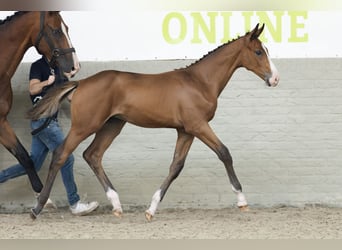KWPN, Stallion, 