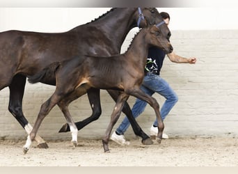 KWPN, Stallion, Foal (05/2025)