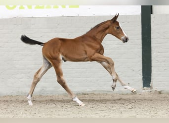 KWPN, Stallion, Foal (06/2025)
