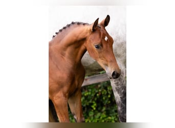 KWPN, Stallion, Foal (05/2025)