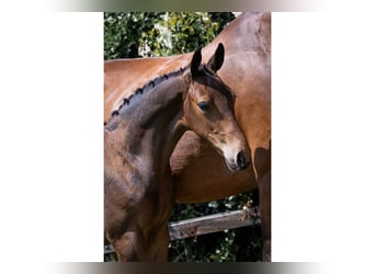 KWPN, Stallion, 
