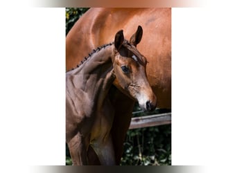 KWPN, Stallion, 