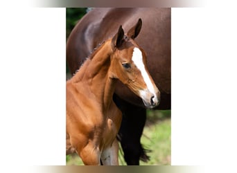 KWPN, Stallion, Foal (06/2025)