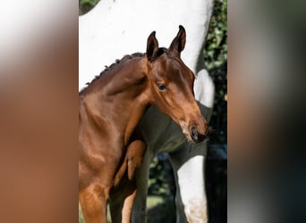 KWPN, Stallion, 