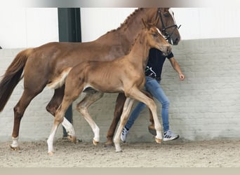 KWPN, Stallion, Foal (05/2025)