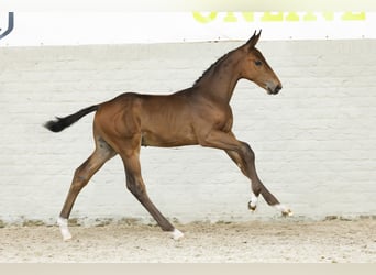 KWPN, Stallion, Foal (07/2025)