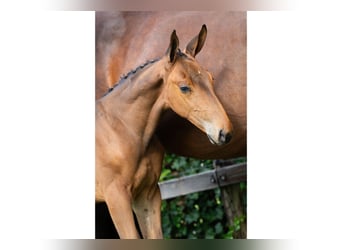 KWPN, Stallion, Foal (07/2025)