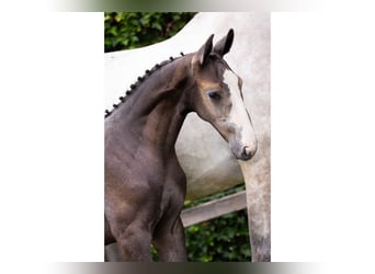 KWPN, Stallion, Foal (05/2025)