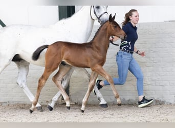 KWPN, Stallion, 