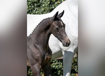 KWPN, Stallion, 