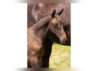 KWPN, Stallion, Foal (05/2025)
