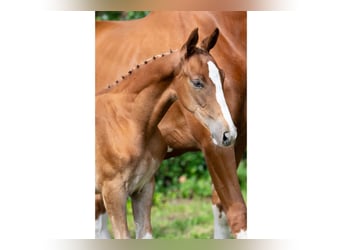 KWPN, Stallion, Foal (05/2025)
