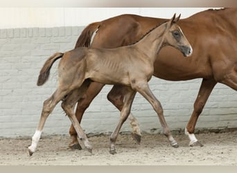 KWPN, Stallion, 
