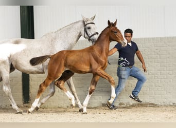 KWPN, Stallion, Foal (06/2025)