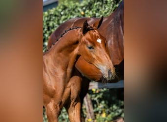 KWPN, Stallion, 