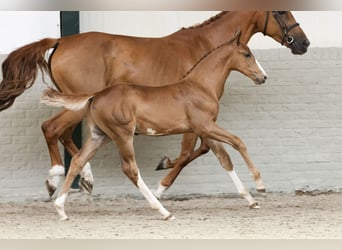 KWPN, Stallion, 