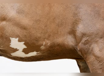KWPN, Stallion, 