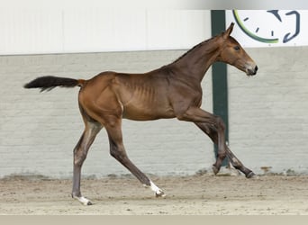 KWPN, Stallion, 