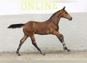 KWPN, Stallion, Foal (04/2025)