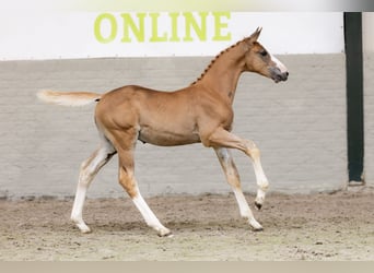 KWPN, Stallion, 