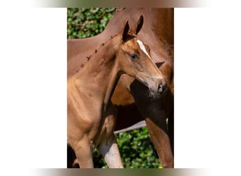 KWPN, Stallion, Foal (05/2025)