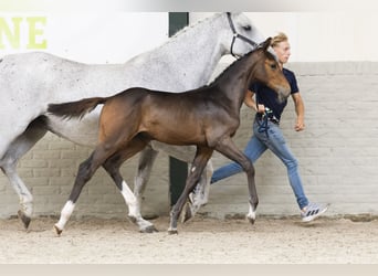 KWPN, Stallion, Foal (06/2025)