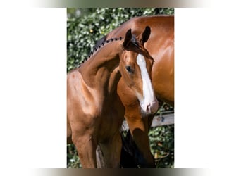 KWPN, Stallion, 