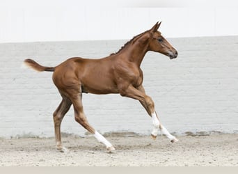 KWPN, Stallion, Foal (06/2025)