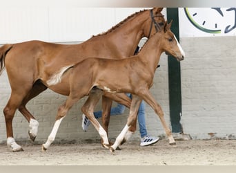 KWPN, Stallion, 