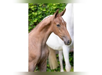 KWPN, Stallion, Foal (05/2025)